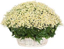 Цветочная композиция из Ромашки в корзине #REPLACE_PRED# Бессергеневской